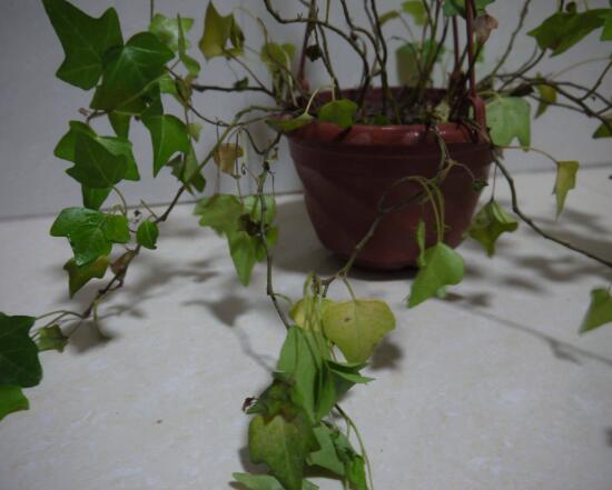 常春藤爛根怎么辦，常春藤爛根的原因及處理方法