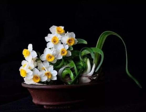 水仙花和風信子的區(qū)別，教你三種區(qū)別方法(外形/地域/價值)
