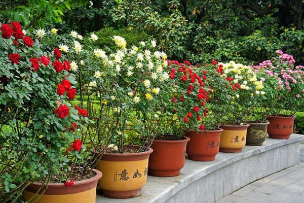 薔薇不開花怎么辦，加強光照并補充養(yǎng)分