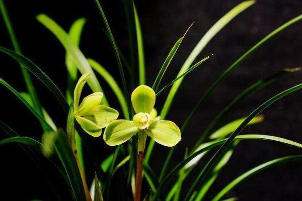 蘭花花苞發(fā)黑脫落怎么辦，多是施肥量大、澆水過(guò)多