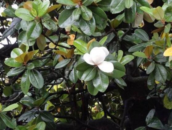 橡皮樹(shù)開(kāi)花嗎，橡皮樹(shù)多久開(kāi)花(一年兩次）