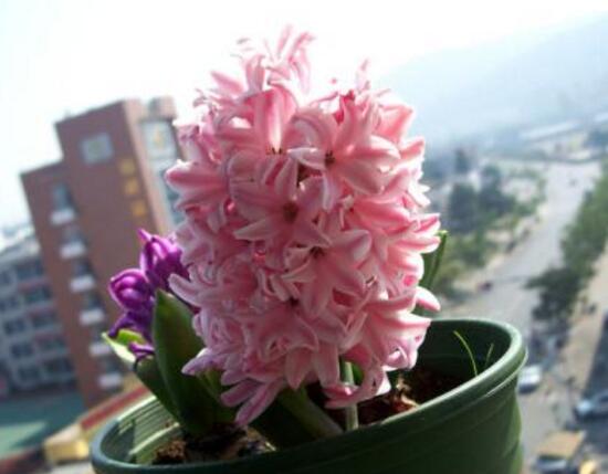 風信子的花期有多長，風信子不開花怎么辦