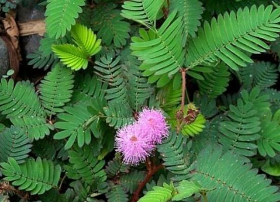 含羞草能在家里養嗎，不適合/頭發、眉毛嚴重脫落