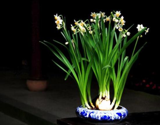 水仙花水養(yǎng)怎么選盆，選圓形、橢圓形、淺盆、淺盤最為合適