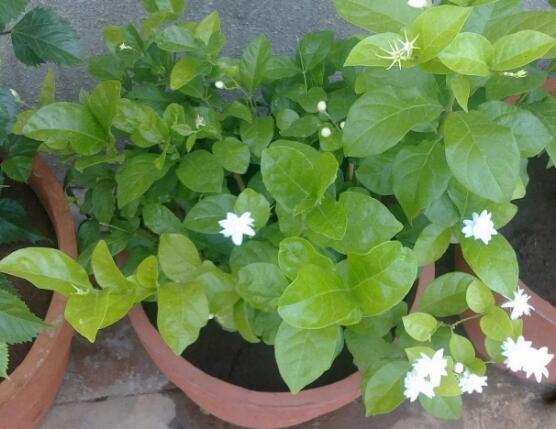 茉莉花怎么養(yǎng)，茉莉花養(yǎng)殖方法
