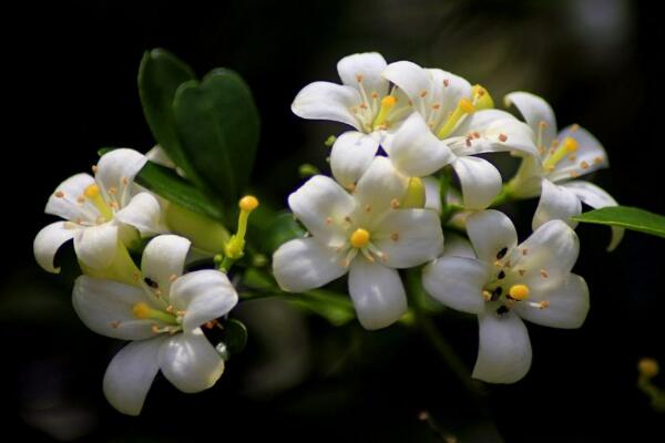 九里香花期有多長,花期一般有四個月(4-8月)