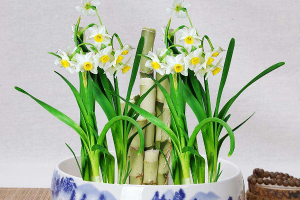 水仙花水培方法圖解，選擇飽滿健康的種球很重要