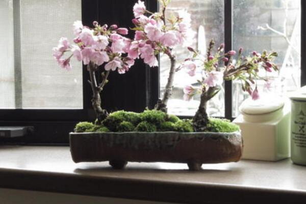 櫻花盆景怎么養(yǎng)護(hù)，養(yǎng)好櫻花盆景必須要做好以下7點(diǎn)