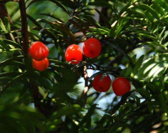 紅豆杉能在室內養嗎，美化家居環境、凈化空氣