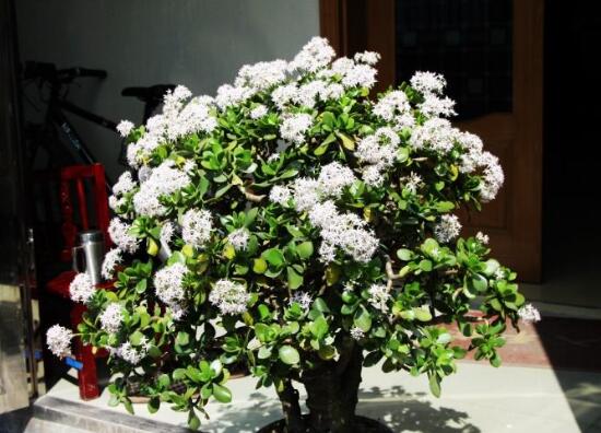 玉樹會開花嗎，玉樹開花的寓意是什么