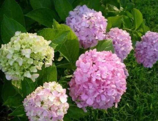 繡球花扦插方法圖解，老農(nóng)教你三點(diǎn)基本步驟
