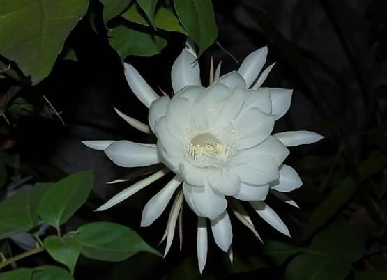 家里養(yǎng)曇花吉利嗎，好運(yùn)來臨、驚喜不斷(吉祥如意)