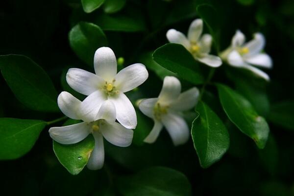 九里香開花時間，在每年的4~8月綻放