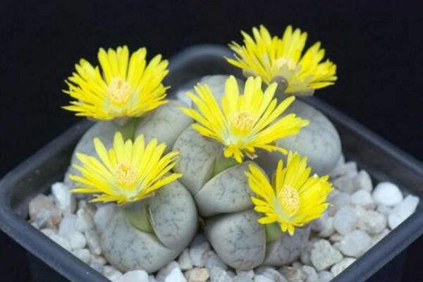 生石花開花還能活嗎，開花后會脫皮但不會死
