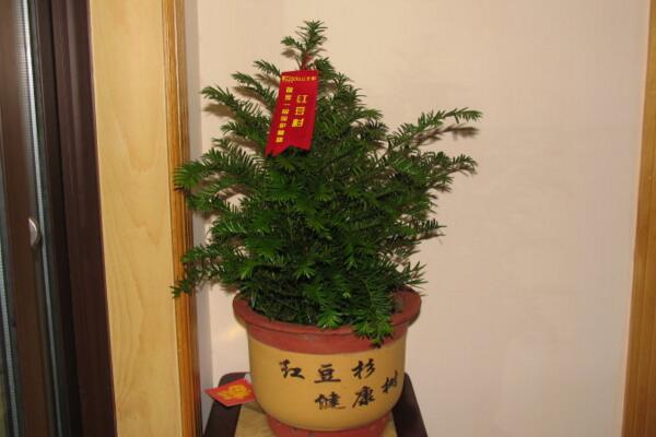 紅豆杉要公母同養嗎，只有公母同樣才能開花結果