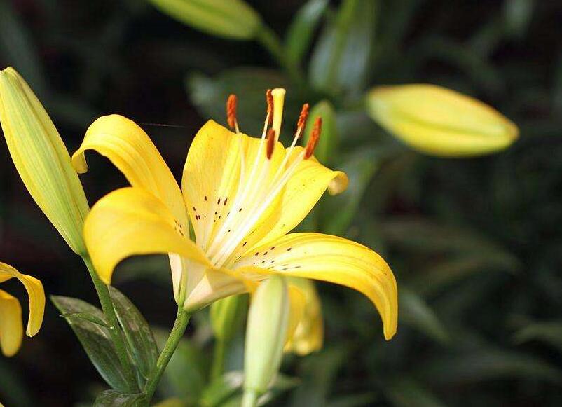 百合花寓意，不同的國(guó)家有著不同的寓意
