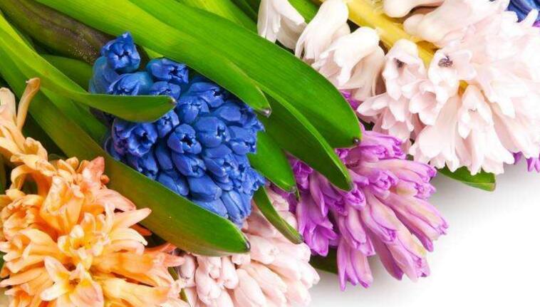 水仙花和風(fēng)信子的區(qū)別，從3個(gè)方面了解不同之處