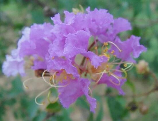 薔薇花的花語大全，細數(shù)薔薇花九大品種花語