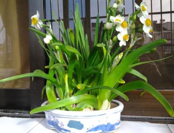 水仙花的栽培技術(shù)，盤點水培與土培簡單操作步驟