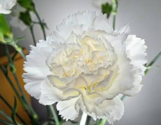 康乃馨送什么人，送母親最為合適(最真摯深愛(ài))