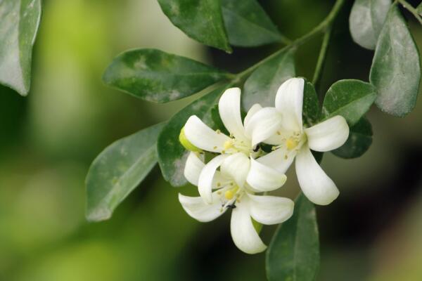 九里香的花期是什么時(shí)候，每年4月開花（花期為4個(gè)月）