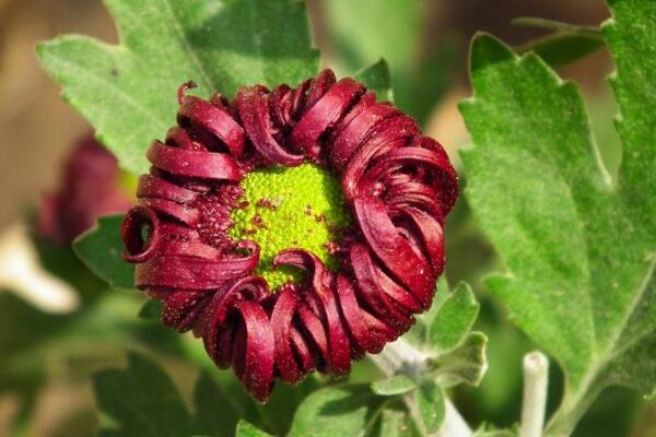 菊花怎么養護，菊花日常養護5大要點