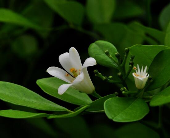 盆栽九里香的養(yǎng)殖方法，老農(nóng)教你七個最實用基本方法