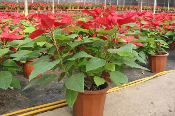 一品紅掉葉子怎么辦，控制光照并停止澆水