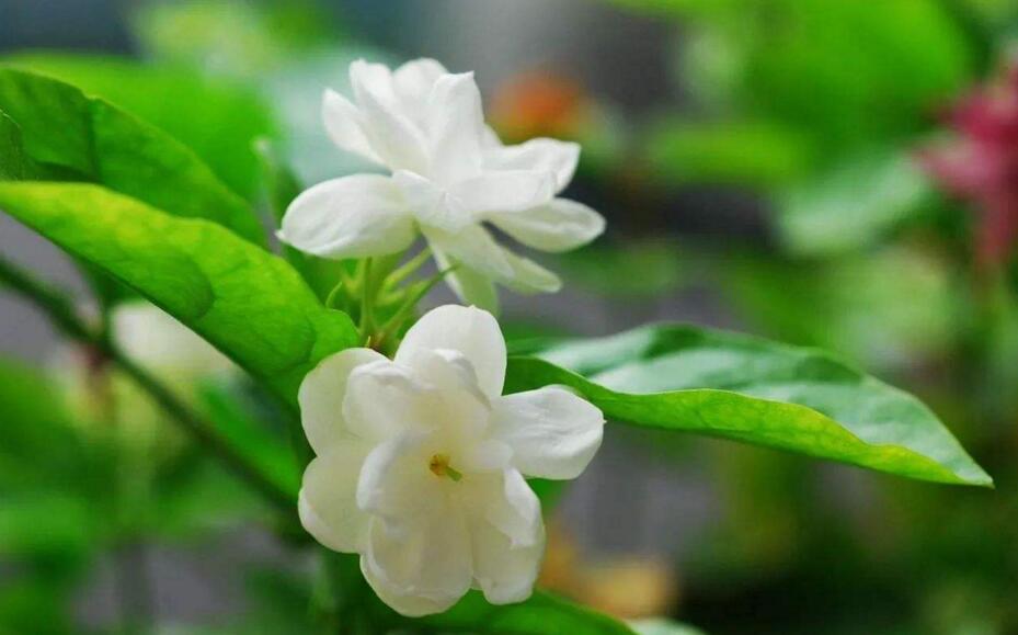 茉莉的花語，地區(qū)和數(shù)量不同代表的寓意也不同