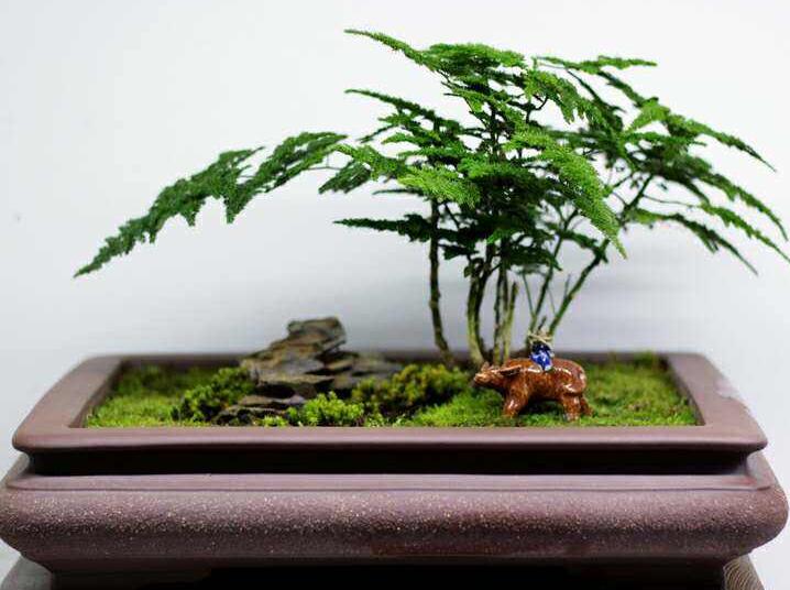 矮文竹怎么澆水，不合理的澆水會導致根部腐爛