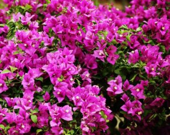三角梅是哪個市的市花，三角梅花語是什么