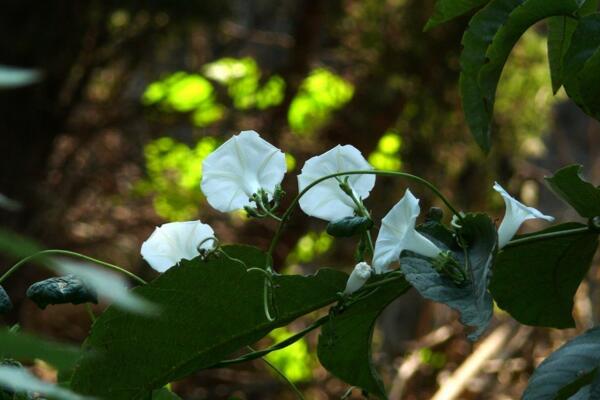牽牛花寓意著什么意思，代表著愛(ài)情、虛幻、縹緲的戀愛(ài)