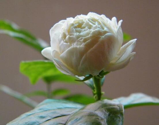 茉莉花施什么肥好，茉莉花施磷鉀肥和有機肥最好