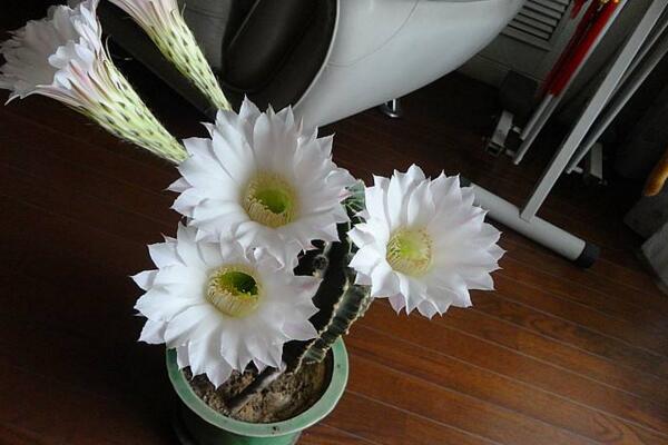 仙人球花和曇花的區(qū)別，顏色、大小、花瓣都可以進行區(qū)分