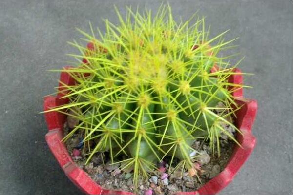 仙人球花的藥用價值，清熱解毒、行氣止痛、還能降血壓