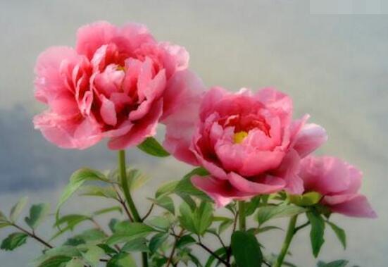 牡丹花花語(yǔ)是什么，代表著富貴吉祥、繁榮昌盛