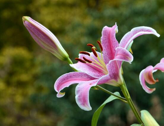 百合花養(yǎng)水里能活多久，做好五個(gè)要點(diǎn)可存活百日以上