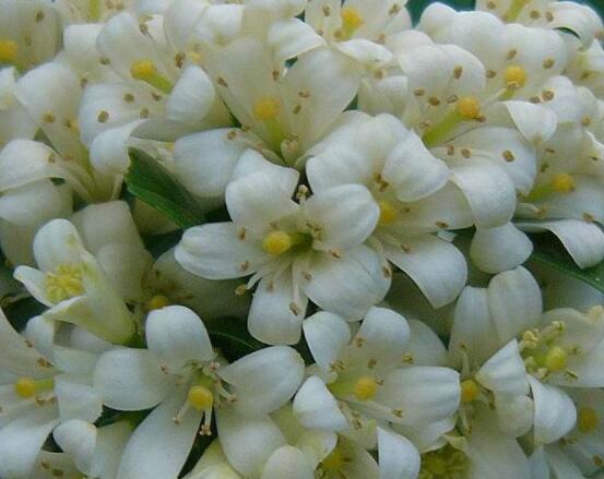 九里香每年開多少次花，一年獨開一次花(花期4-8月)
