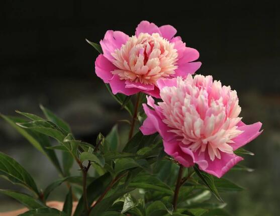 芍藥花能在家里養嗎，吸收陰氣/陽宅鎮不住(迷信說法)