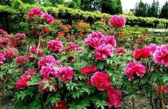牡丹花怎么繁殖，牡丹花六大繁殖方法
