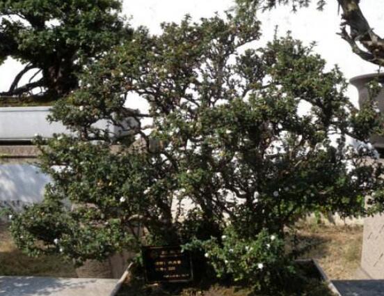 六月雪怎么養(yǎng)殖，老農(nóng)總結(jié)最簡單八大基本養(yǎng)殖方法