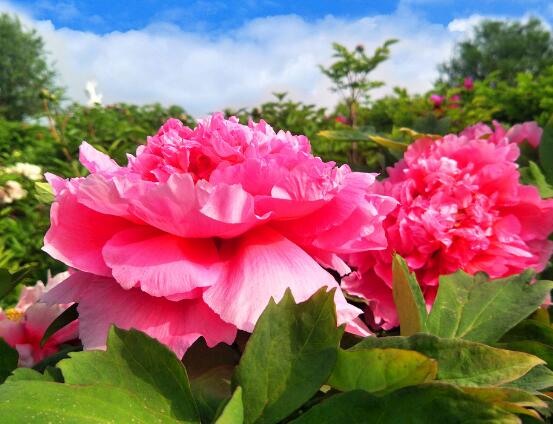 牡丹花語寓意，富貴吉祥、繁榮昌盛/吉祥幸福、美好憧憬