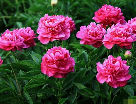 盆栽芍藥花的養(yǎng)殖方法，五個(gè)要點(diǎn)幫你生長(zhǎng)的青翠碧綠