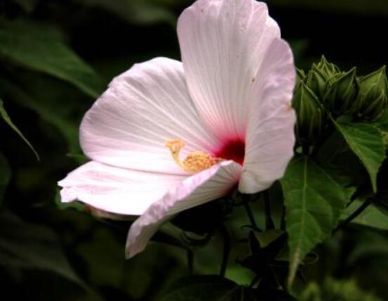 木芙蓉花的病蟲害及其防治，盤點四種常見病蟲害