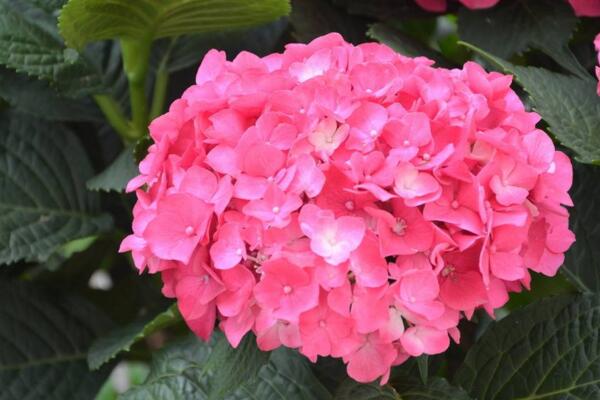 繡球花插水里能活嗎，可以成活但養(yǎng)護(hù)難度較高