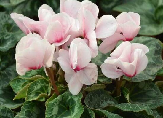 仙客來什么時候開花，仙客來一年開幾次花/冬季開花