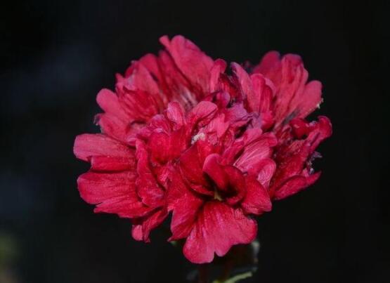 怎么讓康乃馨快速開(kāi)花，教你五種花開(kāi)爆盆最好方法
