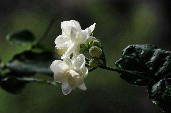 茉莉花如何一年開花幾次，一年開3次的方法