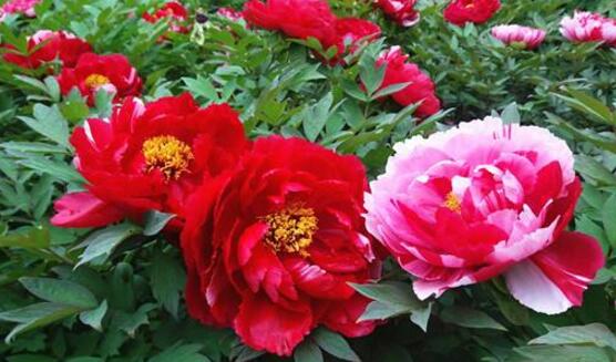 牡丹花花語(yǔ)是什么，代表著富貴吉祥、繁榮昌盛