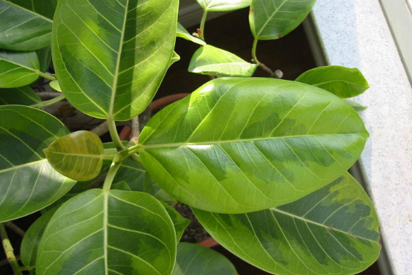 橡皮樹葉子卷怎么補(bǔ)救，增加溫度追肥換土